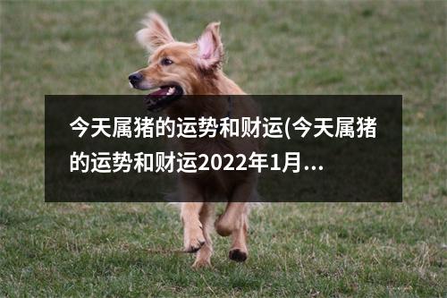 今天属猪的运势和财运(今天属猪的运势和财运2022年1月22日)