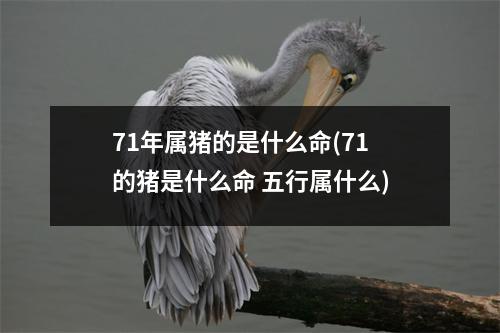 71年属猪的是什么命(71的猪是什么命 五行属什么)