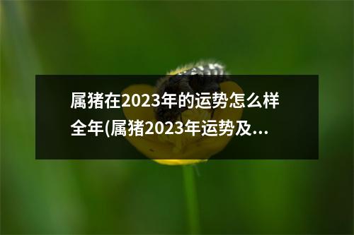 属猪在2023年的运势怎么样 全年(属猪2023年运势及运程 2023年属猪人的全年每月运势)