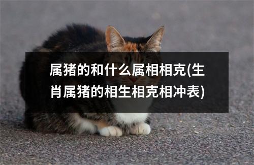 属猪的和什么属相相克(生肖属猪的相生相克相冲表)