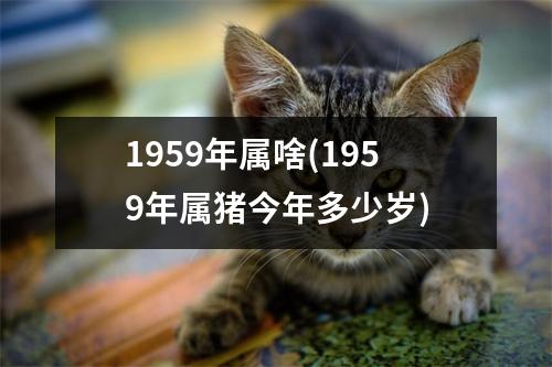 1959年属啥(1959年属猪今年多少岁)