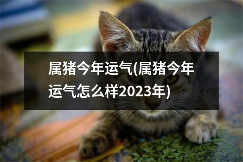 属猪今年运气(属猪今年运气怎么样2023年)