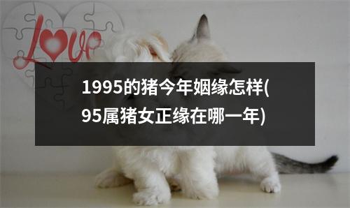 1995的猪今年姻缘怎样(95属猪女正缘在哪一年)