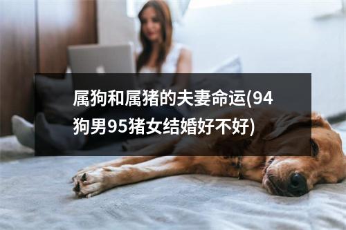 属狗和属猪的夫妻命运(94狗男95猪女结婚好不好)