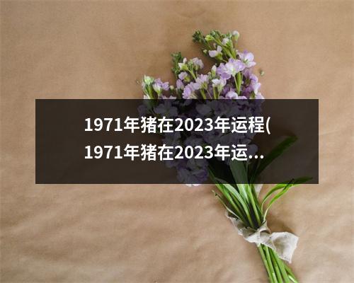 1971年猪在2023年运程(1971年猪在2023年运程,出生,八月)