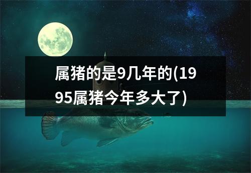 属猪的是9几年的(1995属猪今年多大了)