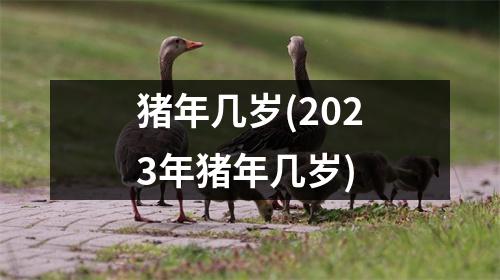 猪年几岁(2023年猪年几岁)