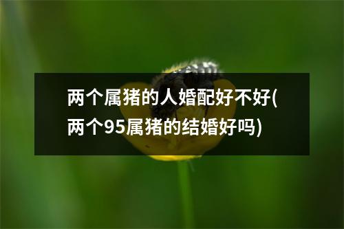 两个属猪的人婚配好不好(两个95属猪的结婚好吗)