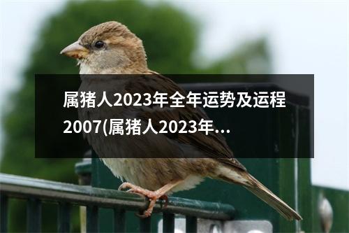 属猪人2023年全年运势及运程2007(属猪人2023年全年运势及运程1983)