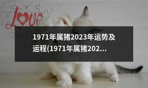 1971年属猪2023年运势及运程(1971年属猪2023年运势及运程1983年出生)