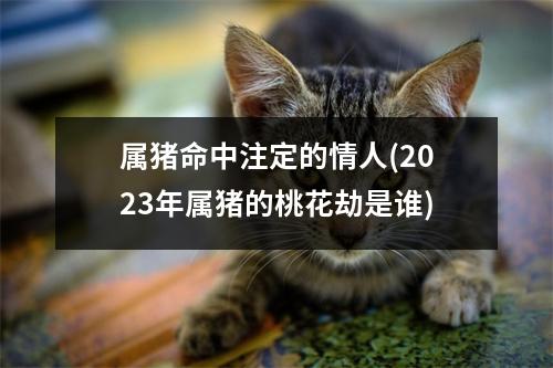 属猪命中注定的情人(2023年属猪的桃花劫是谁)