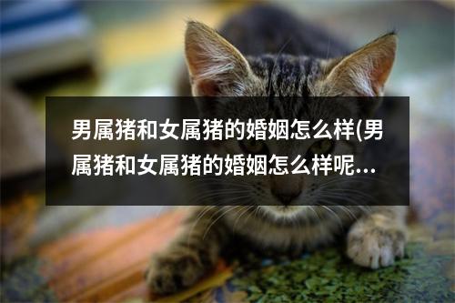 男属猪和女属猪的婚姻怎么样(男属猪和女属猪的婚姻怎么样呢)