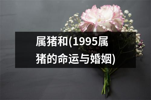 属猪和(1995属猪的命运与婚姻)