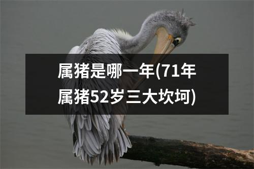 属猪是哪一年(71年属猪52岁三大坎坷)