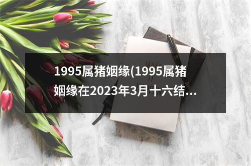 1995属猪姻缘(1995属猪姻缘在2023年3月十六结婚)