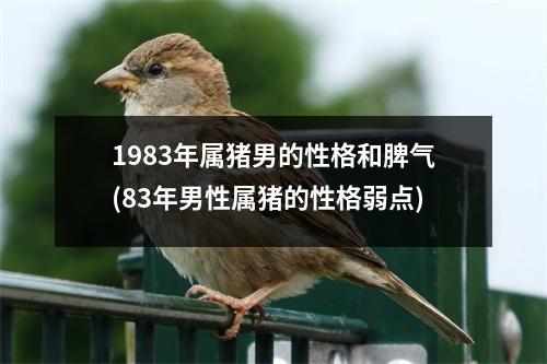 1983年属猪男的性格和脾气(83年男性属猪的性格弱点)