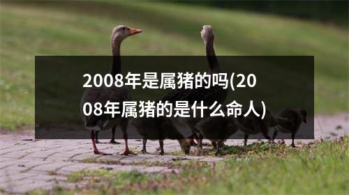 2008年是属猪的吗(2008年属猪的是什么命人)