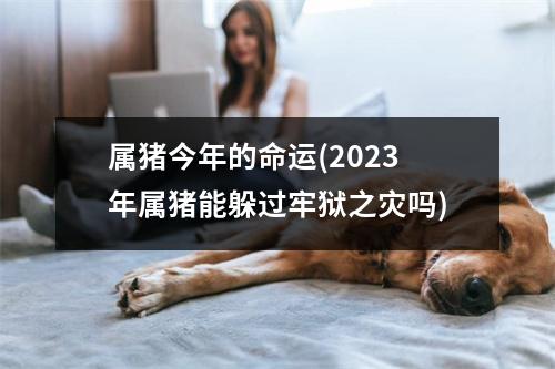 属猪今年的命运(2023年属猪能躲过牢狱之灾吗)