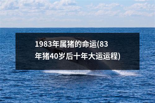 1983年属猪的命运(83年猪40岁后十年大运运程)