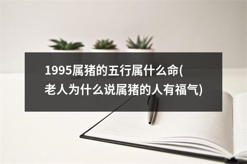 1995属猪的五行属什么命(老人为什么说属猪的人有福气)