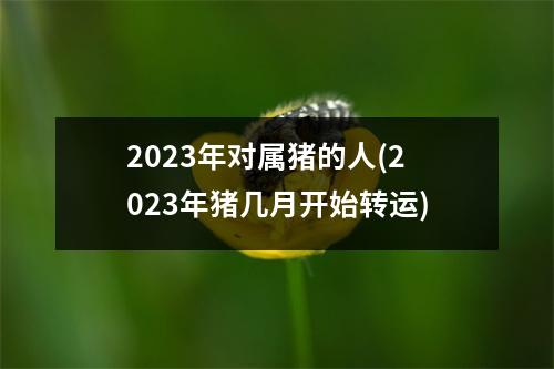 2023年对属猪的人(2023年猪几月开始转运)