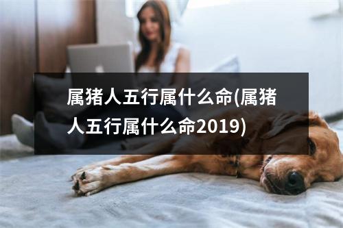 属猪人五行属什么命(属猪人五行属什么命2019)