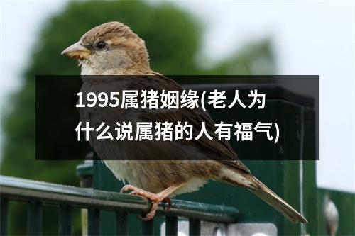 1995属猪姻缘(老人为什么说属猪的人有福气)