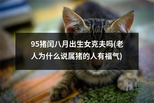 95猪闰八月出生女克夫吗(老人为什么说属猪的人有福气)