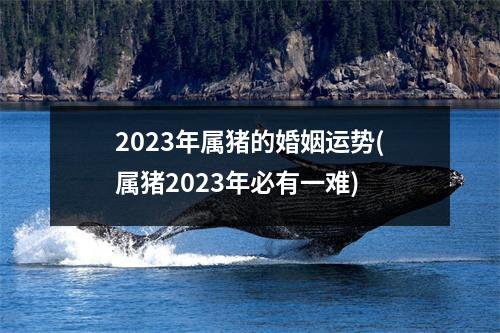 2023年属猪的婚姻运势(属猪2023年必有一难)