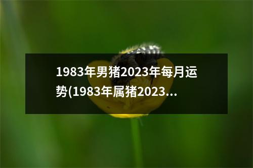 1983年男猪2023年每月运势(1983年属猪2023年运势每月运势男)