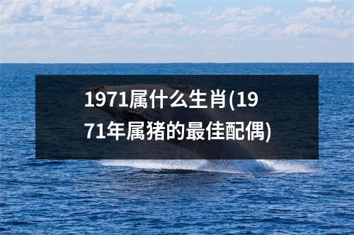 1971属什么生肖(1971年属猪的佳配偶)