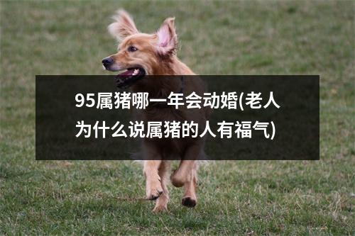 95属猪哪一年会动婚(老人为什么说属猪的人有福气)