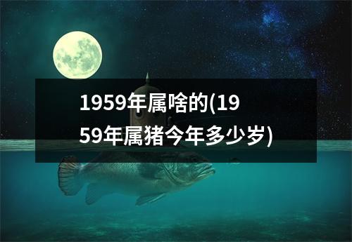 1959年属啥的(1959年属猪今年多少岁)