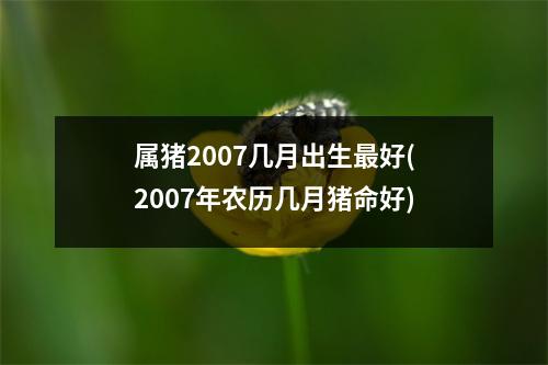 属猪2007几月出生好(2007年农历几月猪命好)