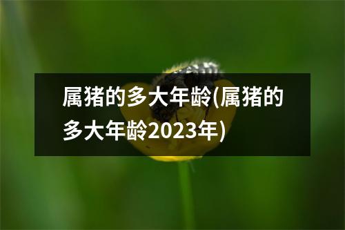 属猪的多大年龄(属猪的多大年龄2023年)