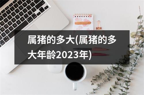 属猪的多大(属猪的多大年龄2023年)