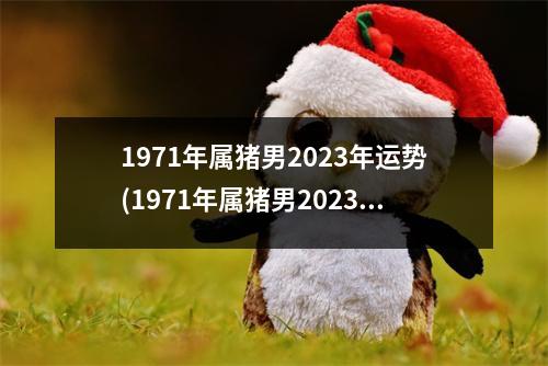 1971年属猪男2023年运势(1971年属猪男2023年运势及运程免费八字算命网)