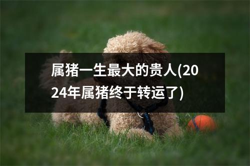 属猪一生大的贵人(2024年属猪终于转运了)