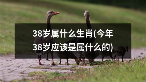 38岁属什么生肖(今年38岁应该是属什么的)