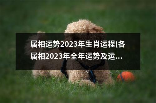 属相运势2023年生肖运程(各属相2023年全年运势及运程)