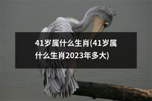 41岁属什么生肖(41岁属什么生肖2023年多大)