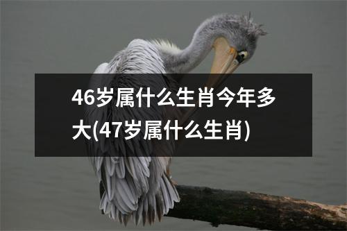 46岁属什么生肖今年多大(47岁属什么生肖)