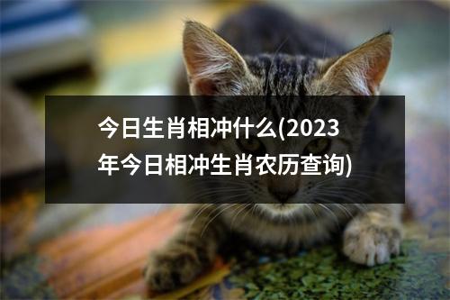 今日生肖相冲什么(2023年今日相冲生肖农历查询)