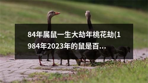 84年属鼠一生大劫年桃花劫(1984年2023年的鼠是百年难遇)