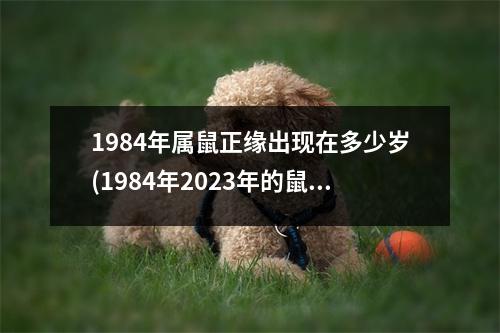 1984年属鼠正缘出现在多少岁(1984年2023年的鼠是百年难遇)