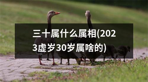 三十属什么属相(2023虚岁30岁属啥的)