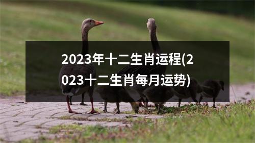 2023年十二生肖运程(2023十二生肖每月运势)