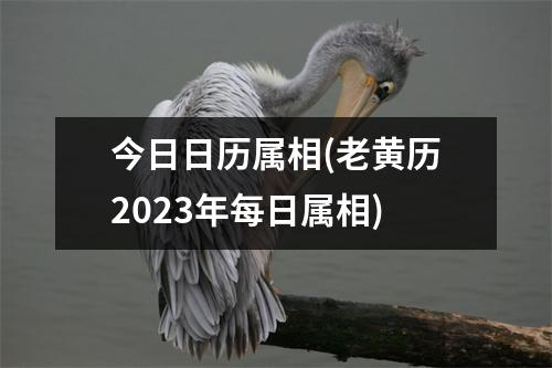 今日日历属相(老黄历2023年每日属相)