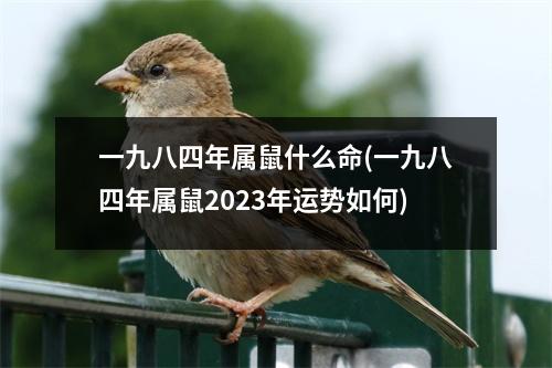 一九八四年属鼠什么命(一九八四年属鼠2023年运势如何)