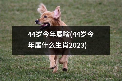 44岁今年属啥(44岁今年属什么生肖2023)